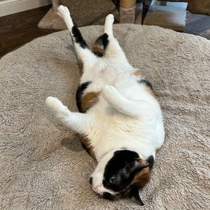 Meet your Posher, Cassidy